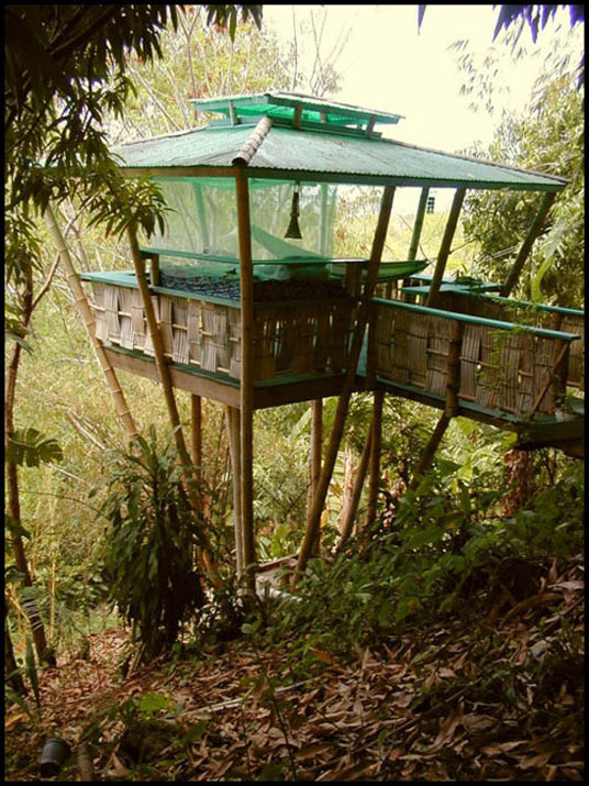 Chino's Bamboo Getaway